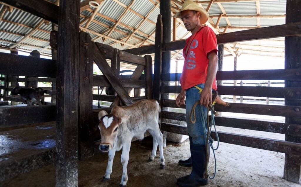 ‘Racism Is Expensive’: Texas Cattle Industry Slammed as ICE Crackdown Hits Beef Supply Chain Texas cattle farm