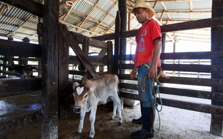 Texas cattle farm