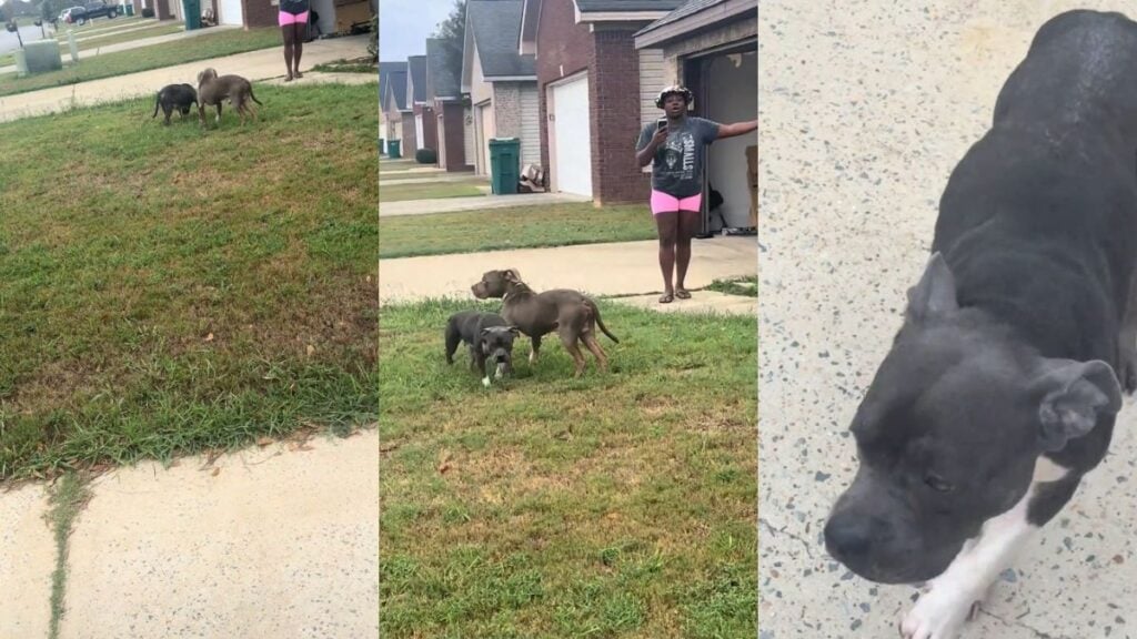 ‘Casually Talking About Taking Out Dogs Is Low-Key Crazy’: Alabama Woman’s Complaint About Neighbor’s Pets Has the Comments Getting Unhinged Woman standing in yard with two dogs.
