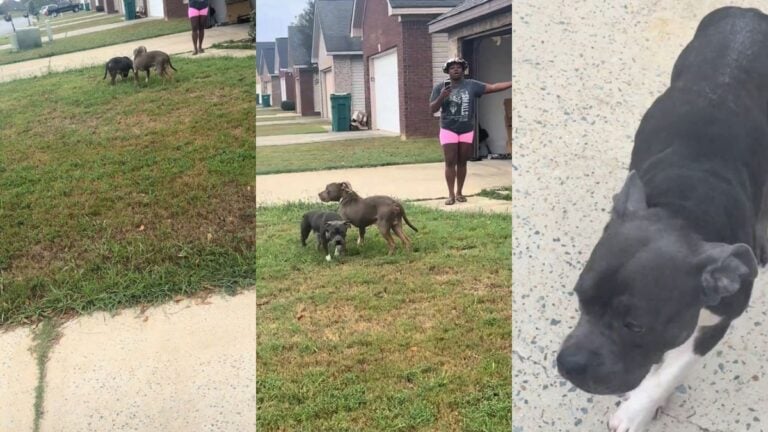 ‘Casually Talking About Taking Out Dogs Is Low-Key Crazy’: Alabama Woman’s Complaint About Neighbor’s Pets Has the Comments Getting Unhinged Woman standing in yard with two dogs.