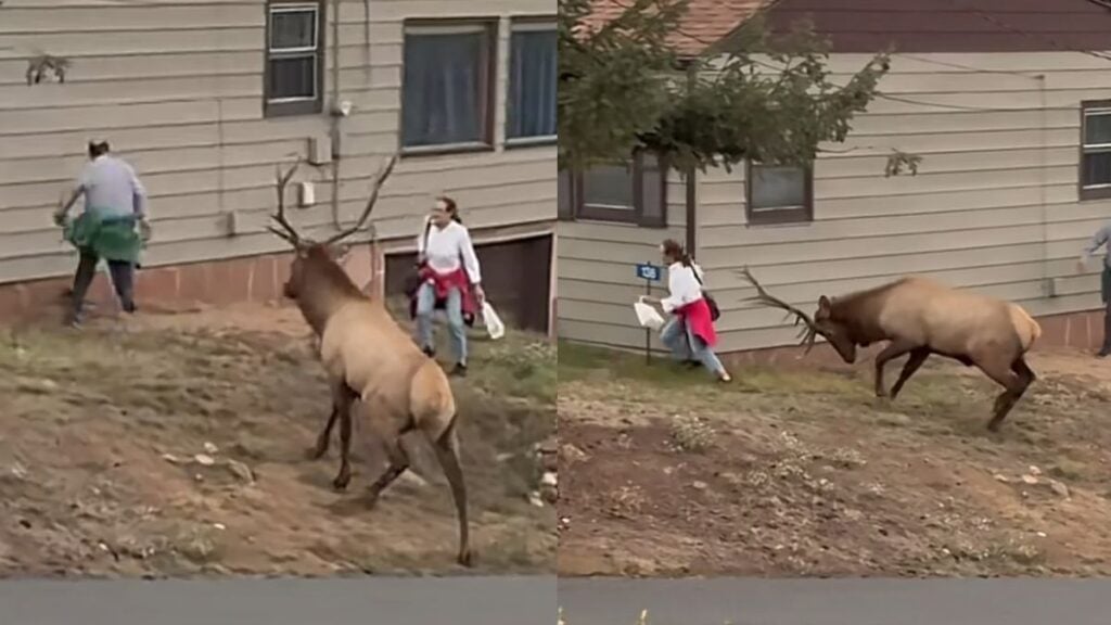 Colorado Family Almost Hit by Charging Elk While Trying To Take a Photo: ‘Always Respect Wildlife’ Colorado Family Almost Hit by Charging Elk While Trying To Take a Photo