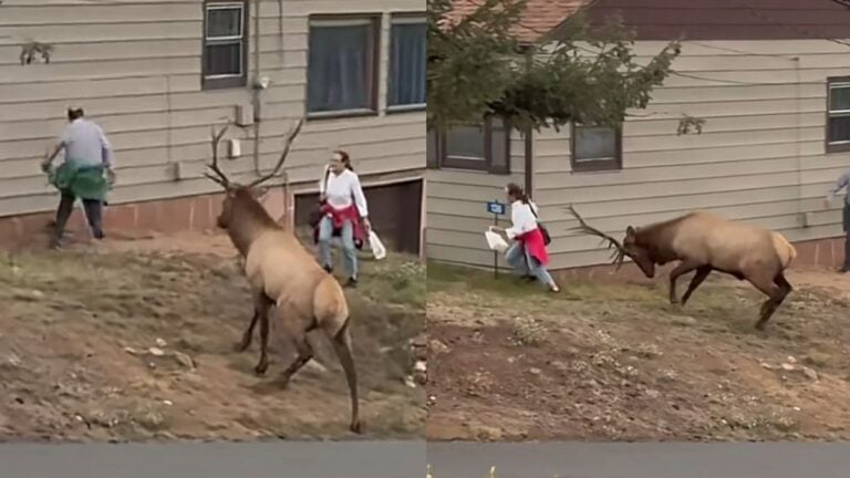 Colorado Family Almost Hit by Charging Elk While Trying To Take a Photo