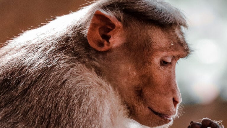 Brown Monkey Side Eye