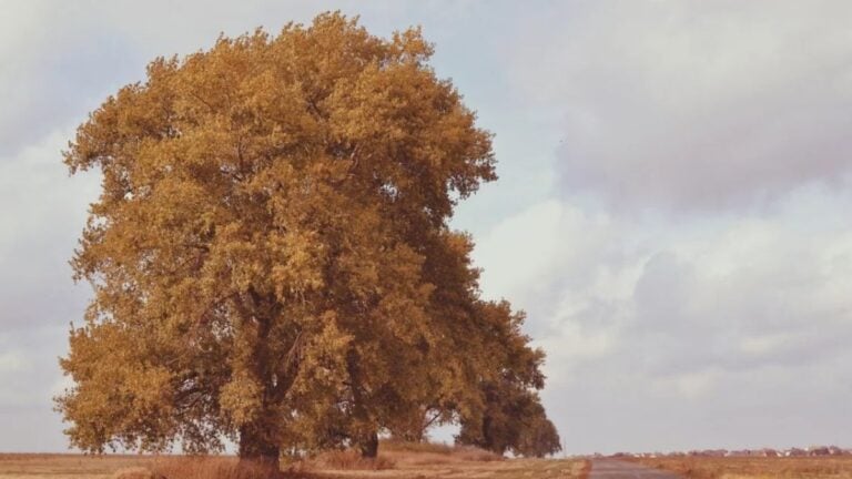 Masked Federal Agents Arrest Protesters in Arizona and Let Crews Topple 250-Year-Old Cottonwood for Border Wall: ‘They Want to Destroy Everything’ Peaceful rural road lined with lush autumn trees, under a cloud-dotted sky.
