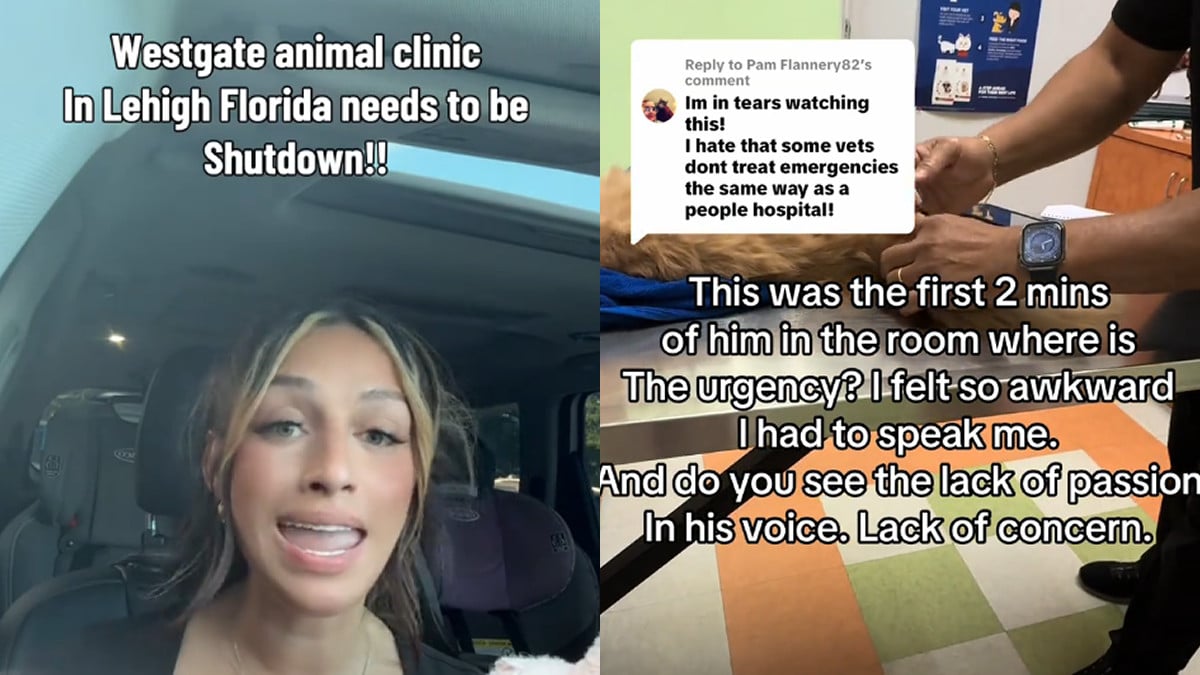 Florida Woman Says Vet Ignored Dying Cat Before Charging $700: ‘Extremely Traumatizing and Heartbreaking’