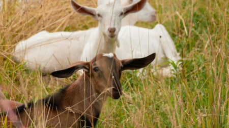 A group of goats standing in grass