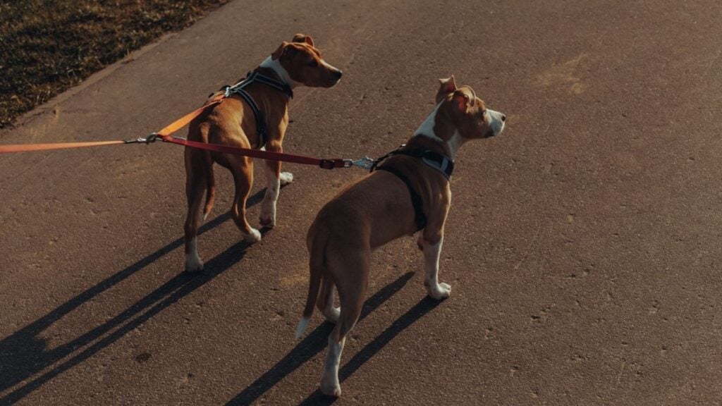 California Man Has the Perfect Revenge for Dog Owner Who Refuses to Clean Up After Their Pet: ‘Not All Heroes Wear Capes’ Two brown and white dogs walking on a paved path with red leashes.