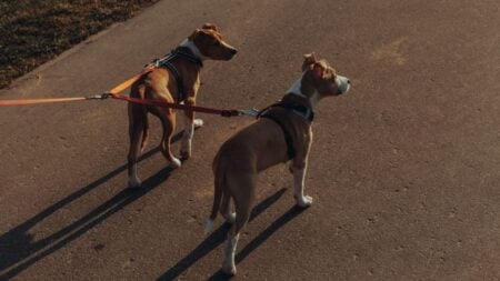California Man Has the Perfect Revenge for Dog Owner Who Refuses to Clean Up After Their Pet: ‘Not All Heroes Wear Capes’ Two brown and white dogs walking on a paved path with red leashes.
