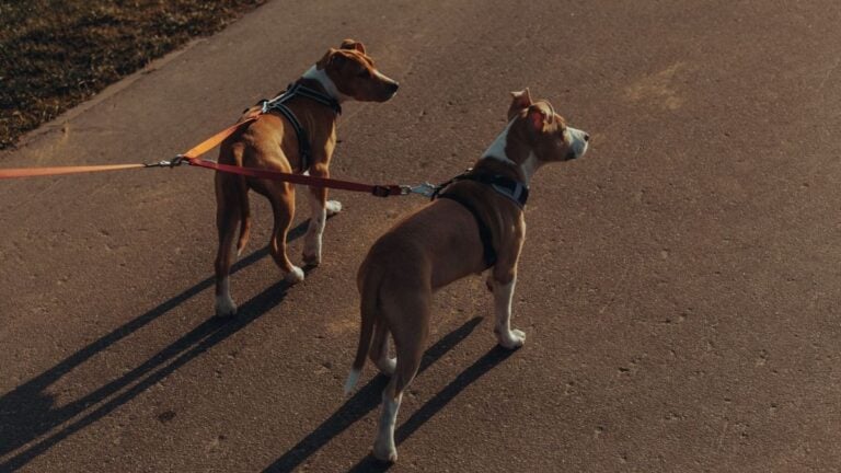Two brown and white dogs walking on a paved path with red leashes.