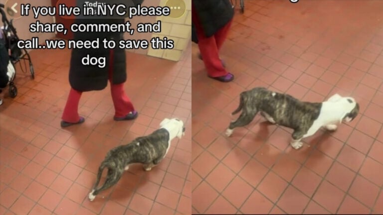 ‘The Baby Doesn’t Deserve This Treatment’: Underweight Pit Bull Raises Animal Abuse Concerns After New York Owner Allegedly Kicks and Yells at It New York Pit Bull Abuse
