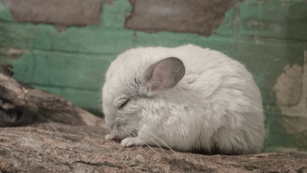 ‘We Woke Up to All of Them Dead’: Owner Says Contractor’s $5,000 Cooling Setup Cooked Every Pet Inside Alive white chinchilla with its eyes closed