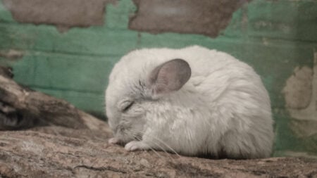 ‘We Woke Up to All of Them Dead’: Owner Says Contractor’s $5,000 Cooling Setup Cooked Every Pet Inside Alive white chinchilla with its eyes closed