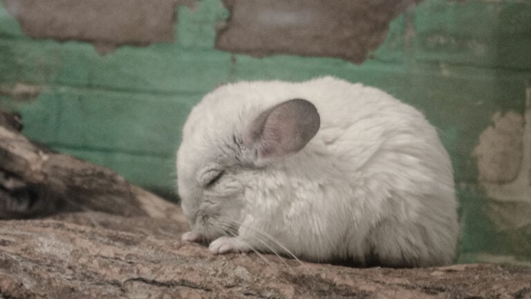 ‘We Woke Up to All of Them Dead’: Owner Says Contractor’s $5,000 Cooling Setup Cooked Every Pet Inside Alive white chinchilla with its eyes closed