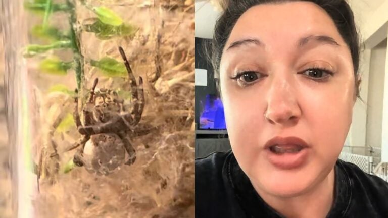 Arizona Woman Accidentally Adopts Petco Spider With Egg Sac, Helps Change Nationwide Store Policy