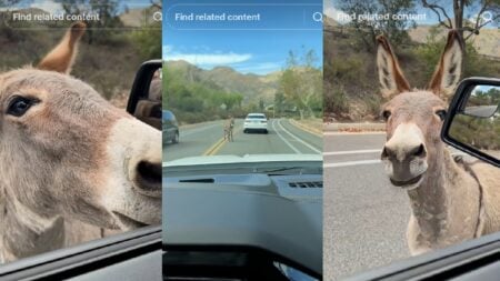 California Man Stopped By Donkey Demanding Pets
