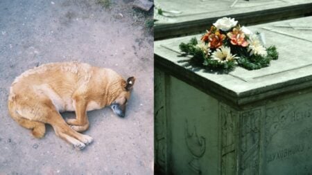 California Family Leaves Their Dog Dead in Yard for Days, Authorities Do Nothing After Man Complains: ‘Are Your Neighbors Alive?’ A picture related to California family.