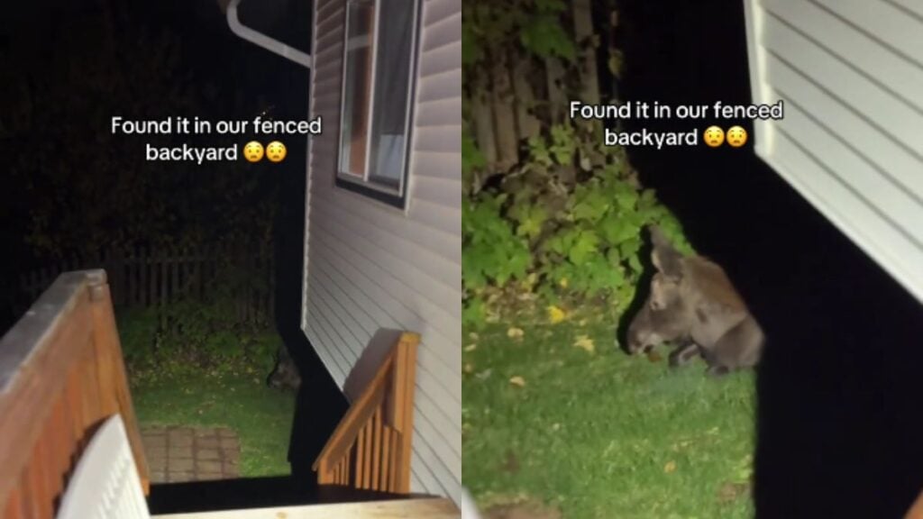 ‘I Thought It Was Donkey From Shrek’: Alaska Woman Finds Animal in Fenced Backyard and Viewers Can’t Agree on What They’re Seeing Moose laying in grass