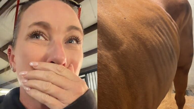 Florida Woman Buys Back Horse She Raised, Finds Her ‘Bone-Thin’ After Years Away: ‘Her Last Owner Belongs in Jail’ Florida Woman Buys Back Horse She Raised, Finds Her ‘Bone-Thin’ After Years Away